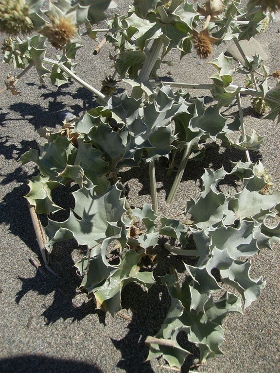 Eringium maritimum